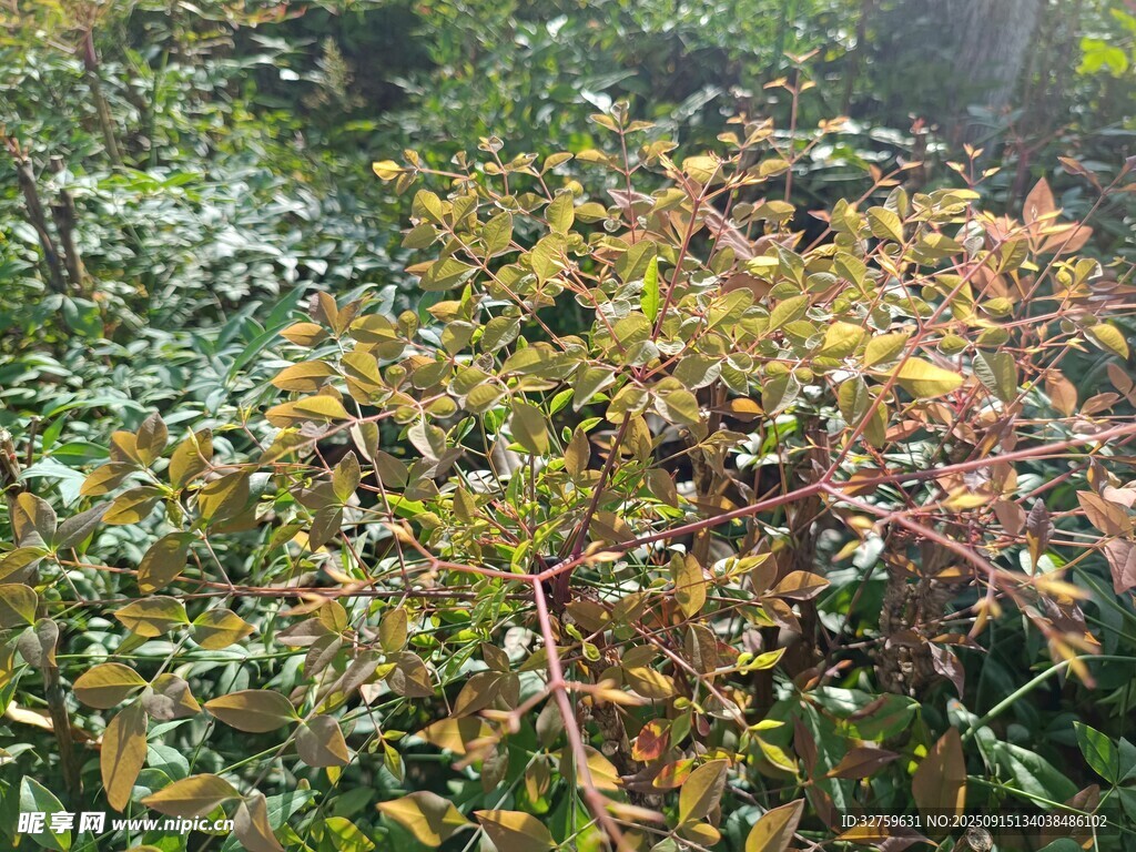 秋日斑斕枝葉景觀