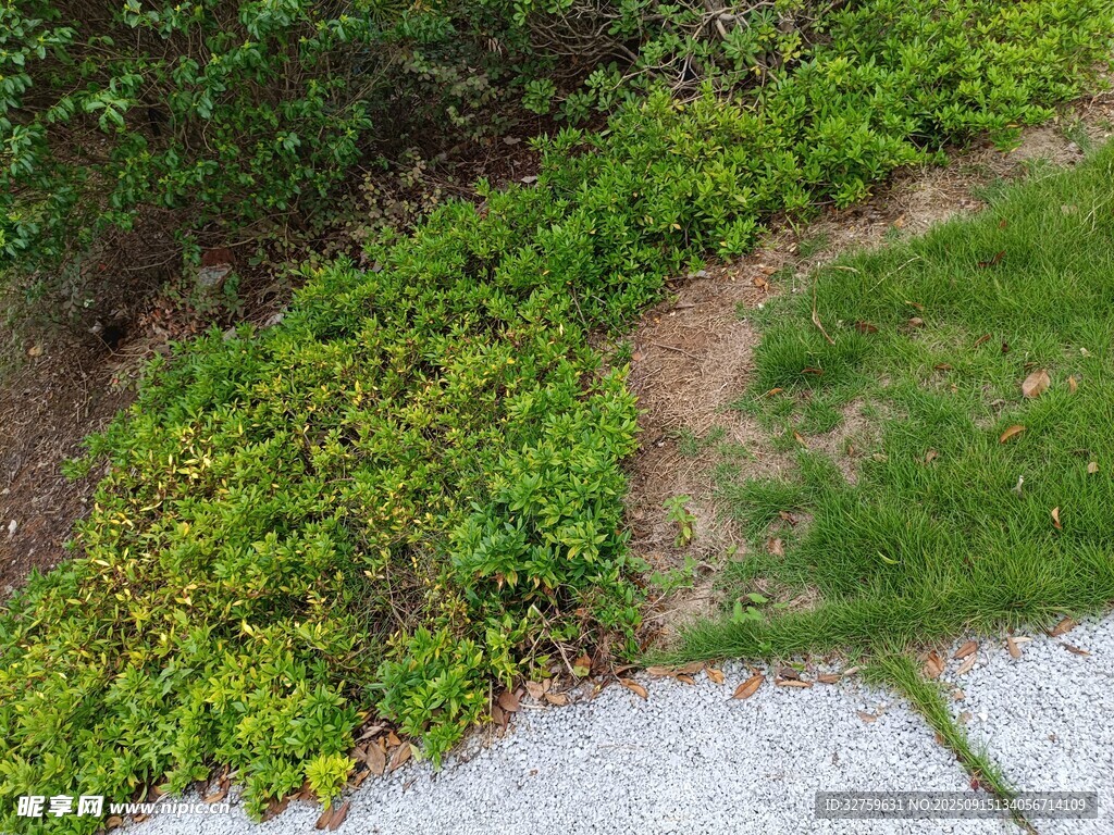 庭院綠植與小徑景觀
