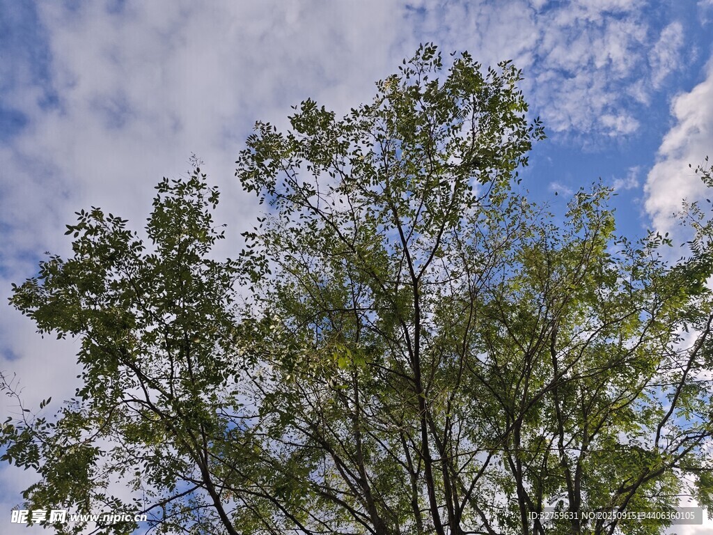 藍天綠樹間的清新景致