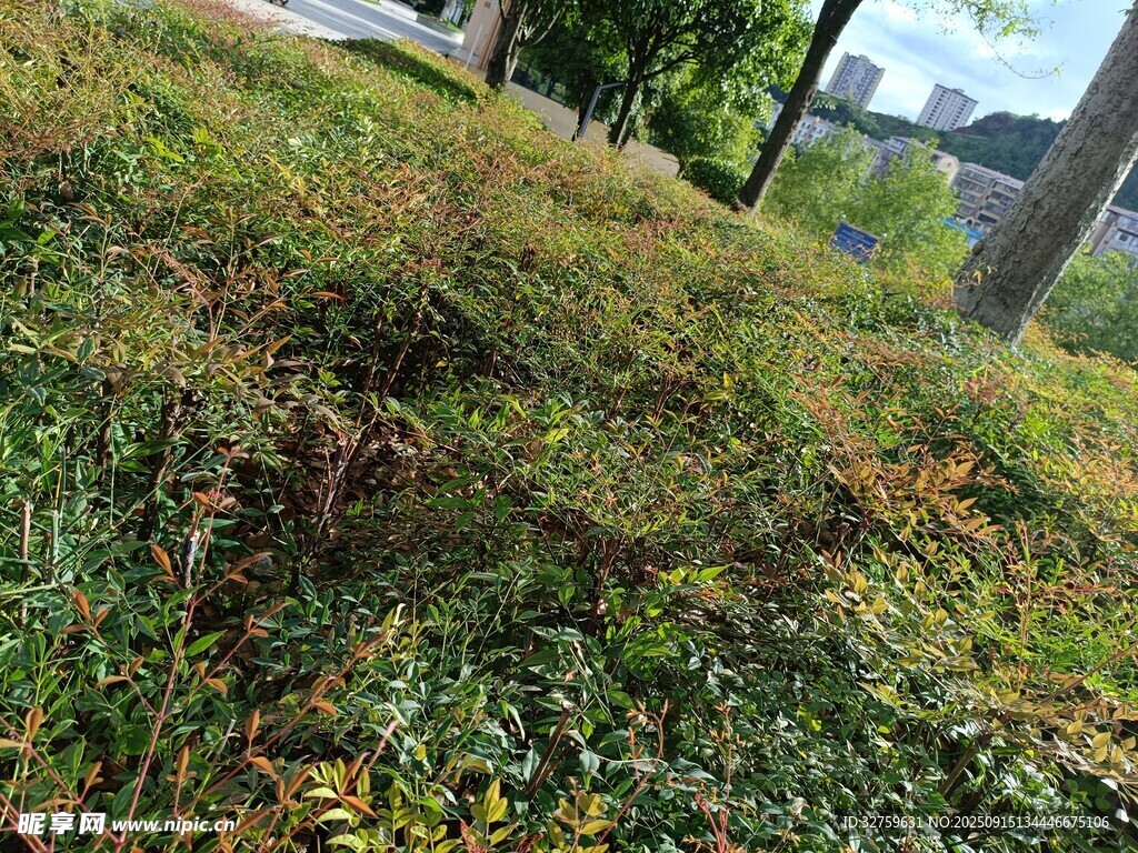 戶外草地綠植景觀