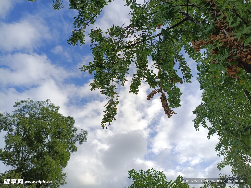仰望綠樹藍(lán)天的美好景象