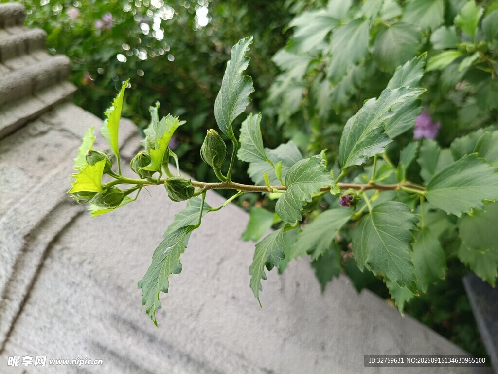 石階旁的翠綠植物