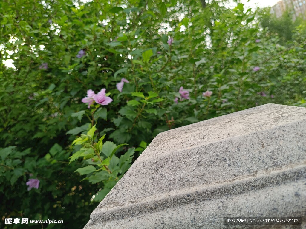 石畔繁花與蔥郁綠植