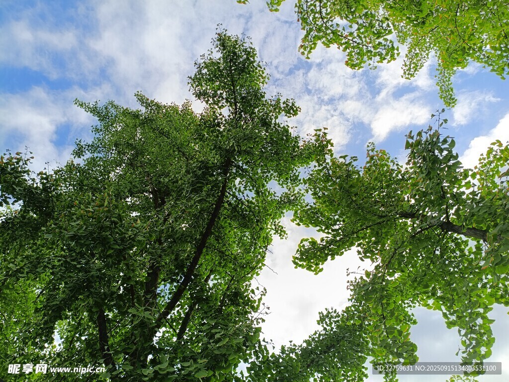 仰視綠樹(shù)藍(lán)天美景