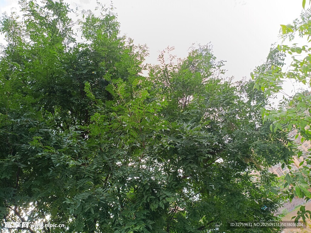 繁茂綠樹展現(xiàn)自然生機(jī)