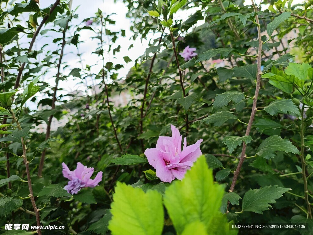 綠葉叢中的嬌艷紫花
