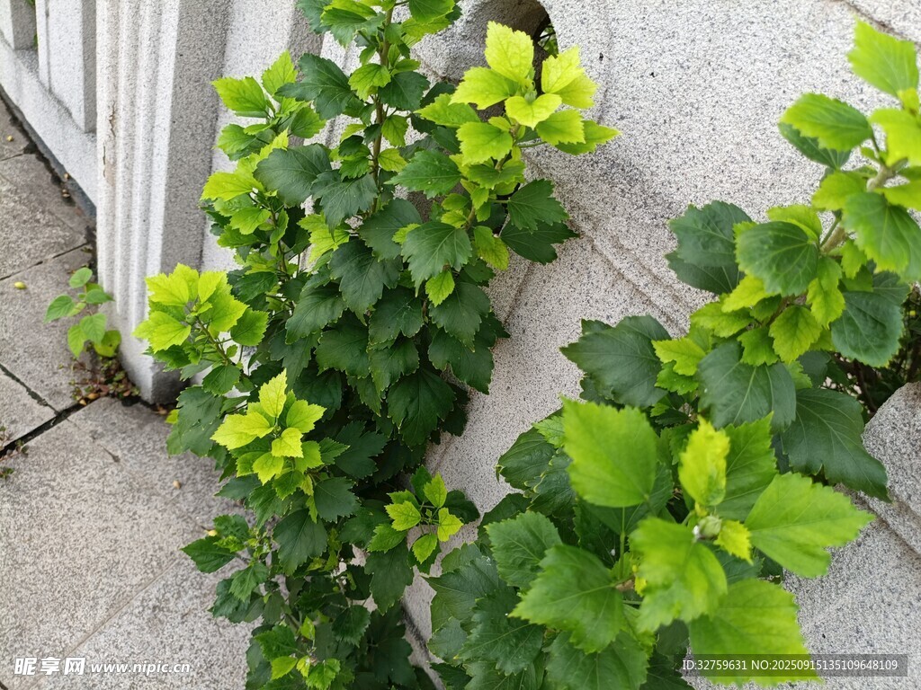 墻邊翠綠攀援植物