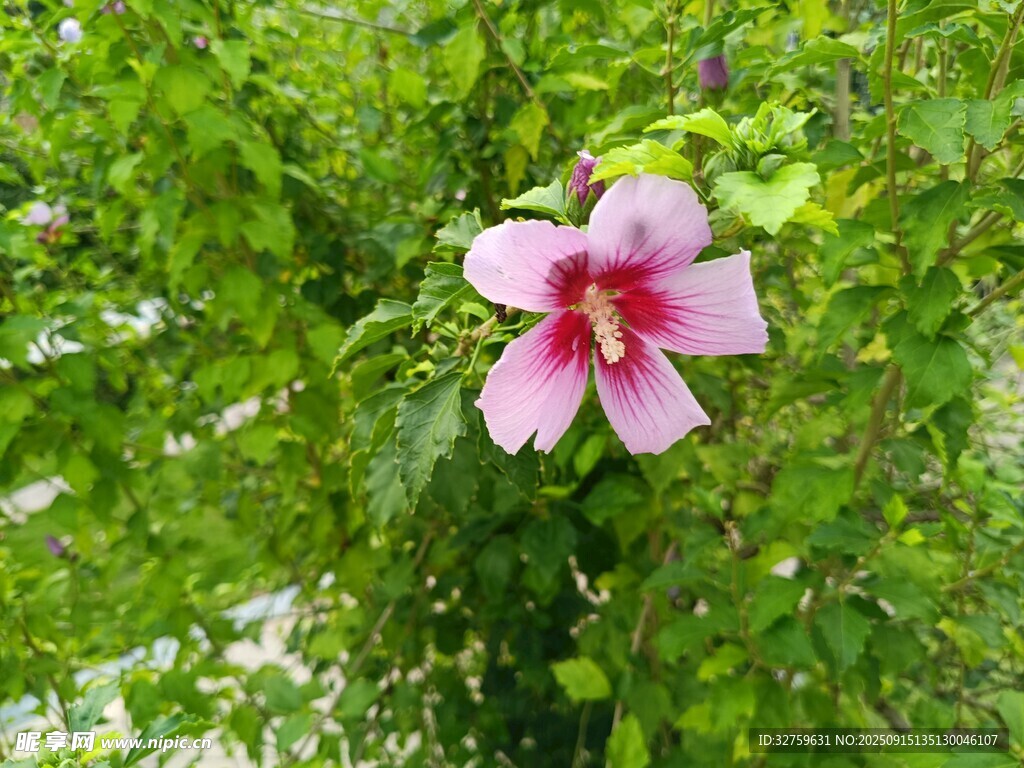 嬌艷木槿花綻放綠葉間