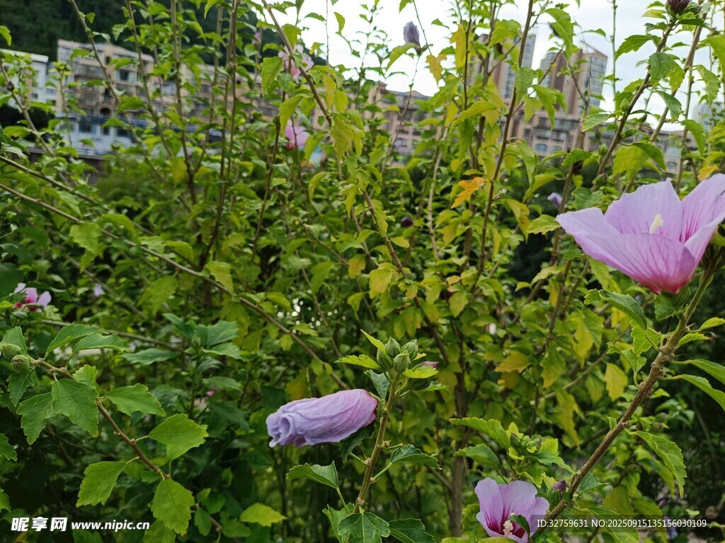 花園中的紫色花卉綻放