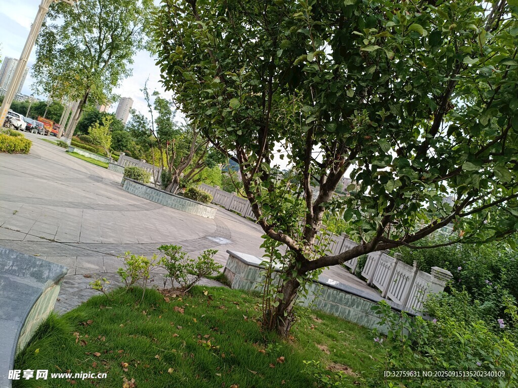 路邊綠樹(shù)與草地景觀