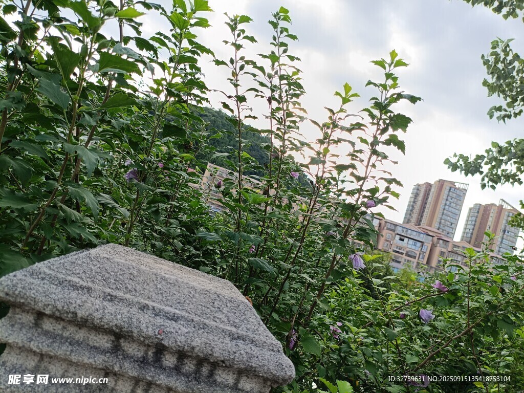 透過綠植望城市建筑