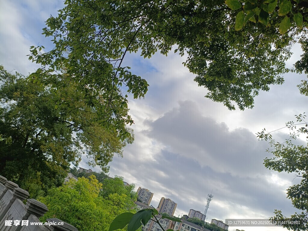 仰視綠樹與藍天白云