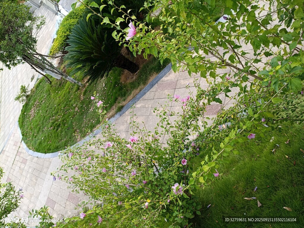 庭院綠植景觀