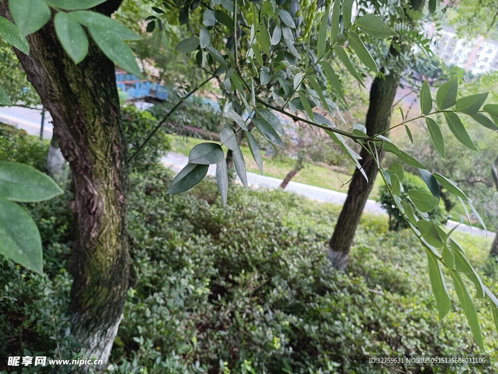 林間綠植景觀