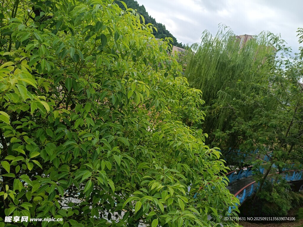 翠綠繁茂的樹林景觀