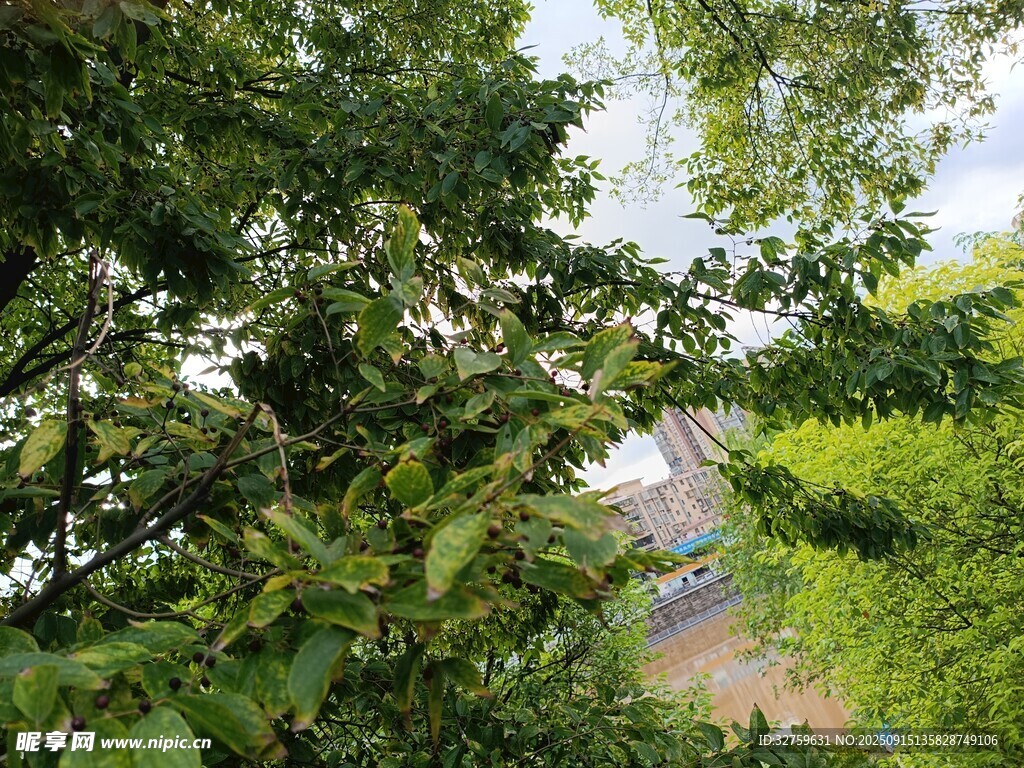繁茂綠樹(shù)間的自然景致