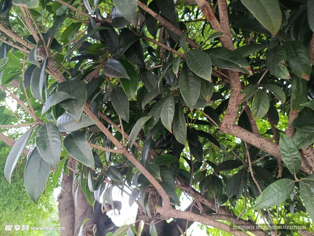 枝葉繁茂的綠植特寫