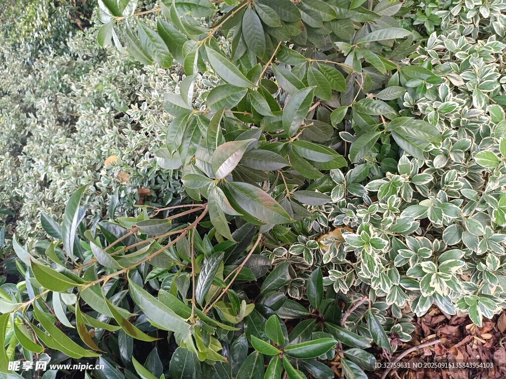 多樣綠植展現(xiàn)自然生機