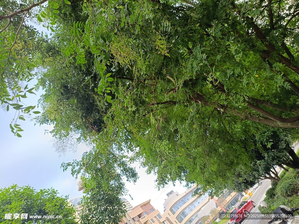 仰視蔥郁綠樹與建筑