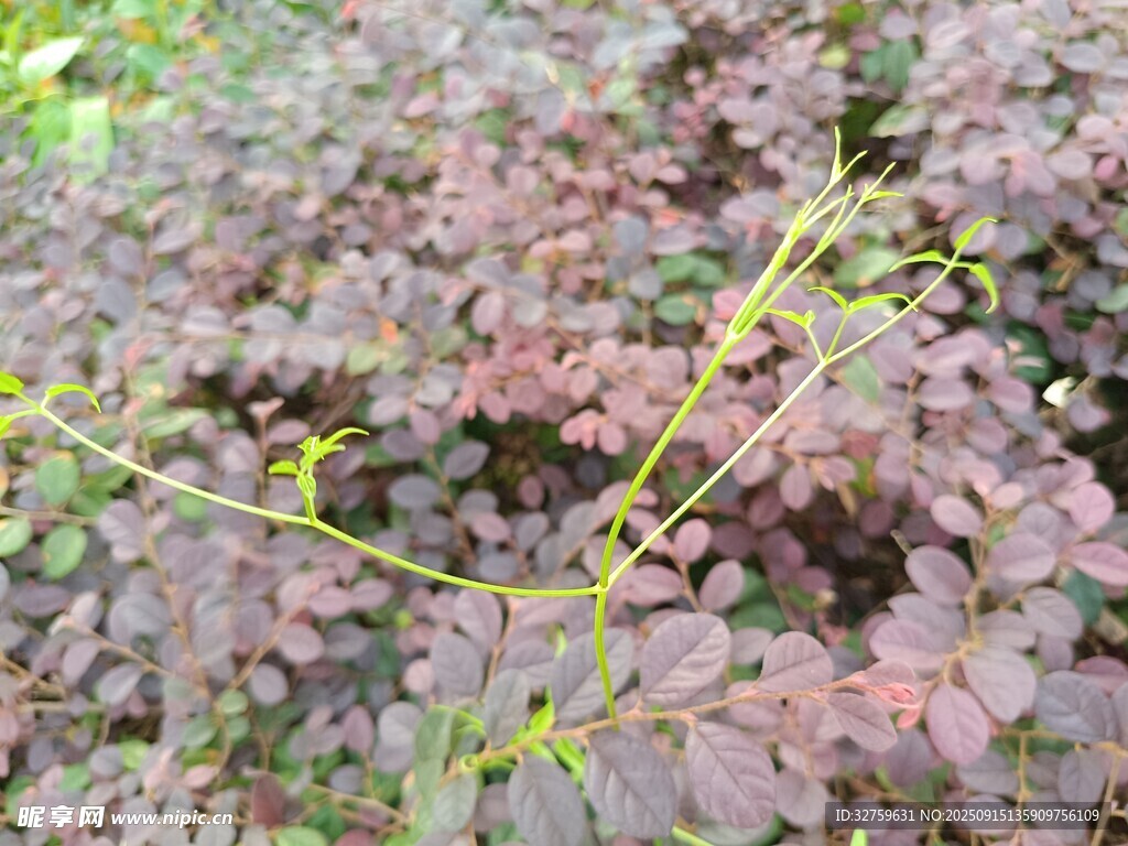 紫色植物與黃色藤蔓景象