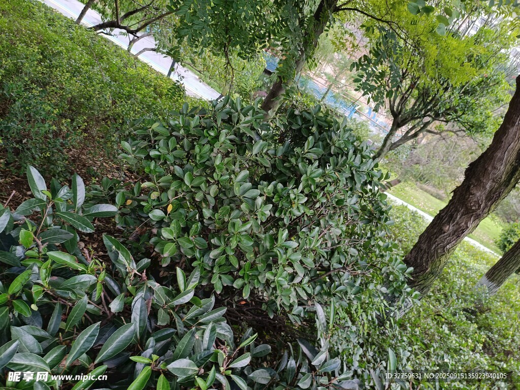 綠葉繁茂的灌木叢景觀