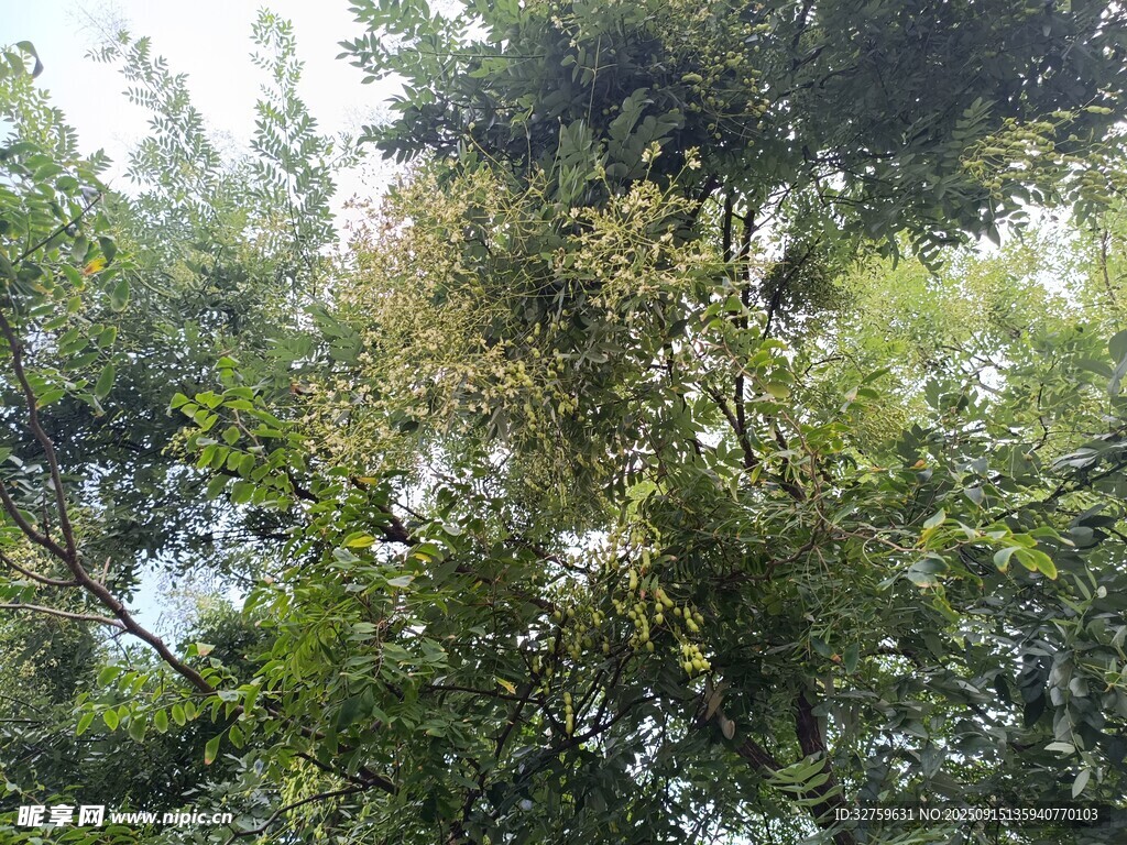 茂密樹(shù)林中的繁茂枝葉