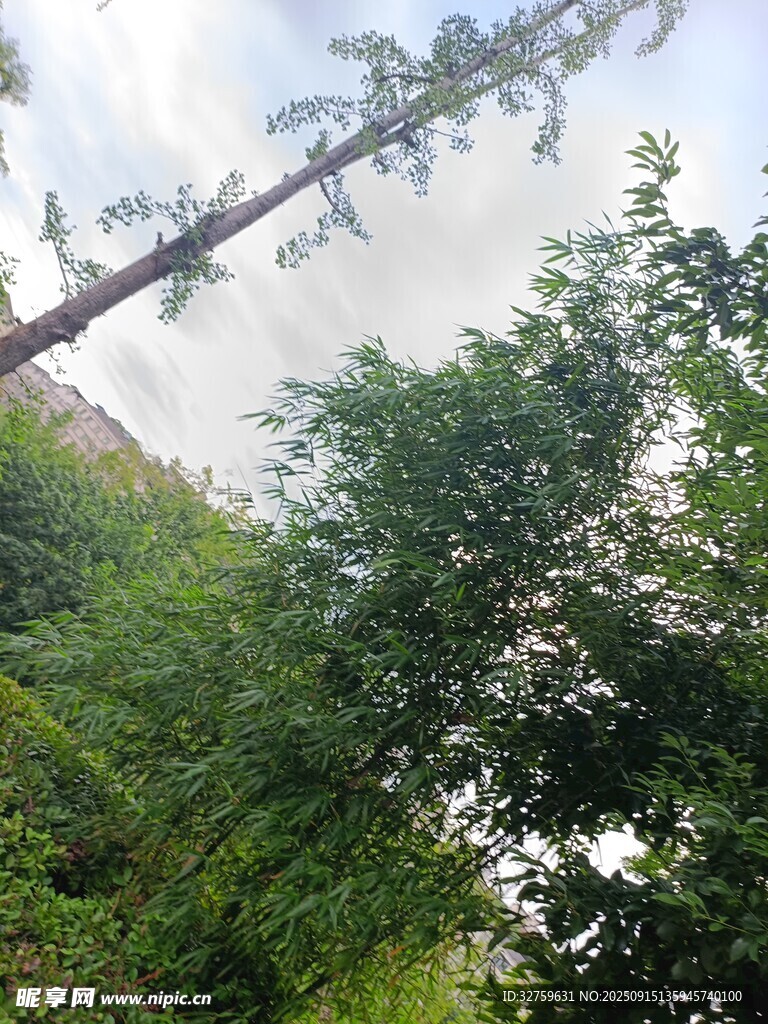 山林間繁茂綠植與白花