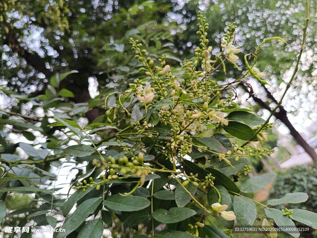 綠葉間繁茂的植物花朵