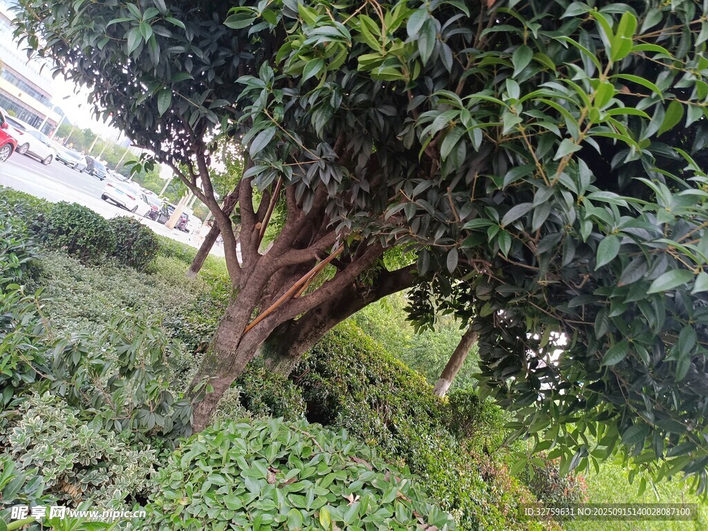 傾斜樹木與綠植景觀