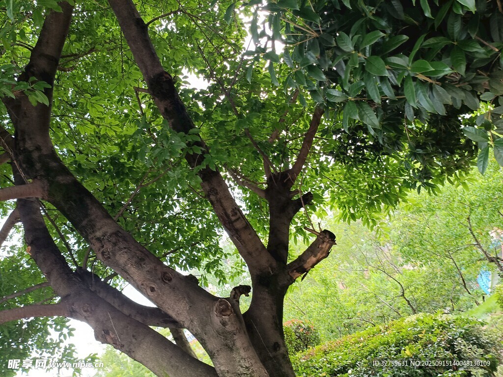 繁茂大樹的綠意盎然景象