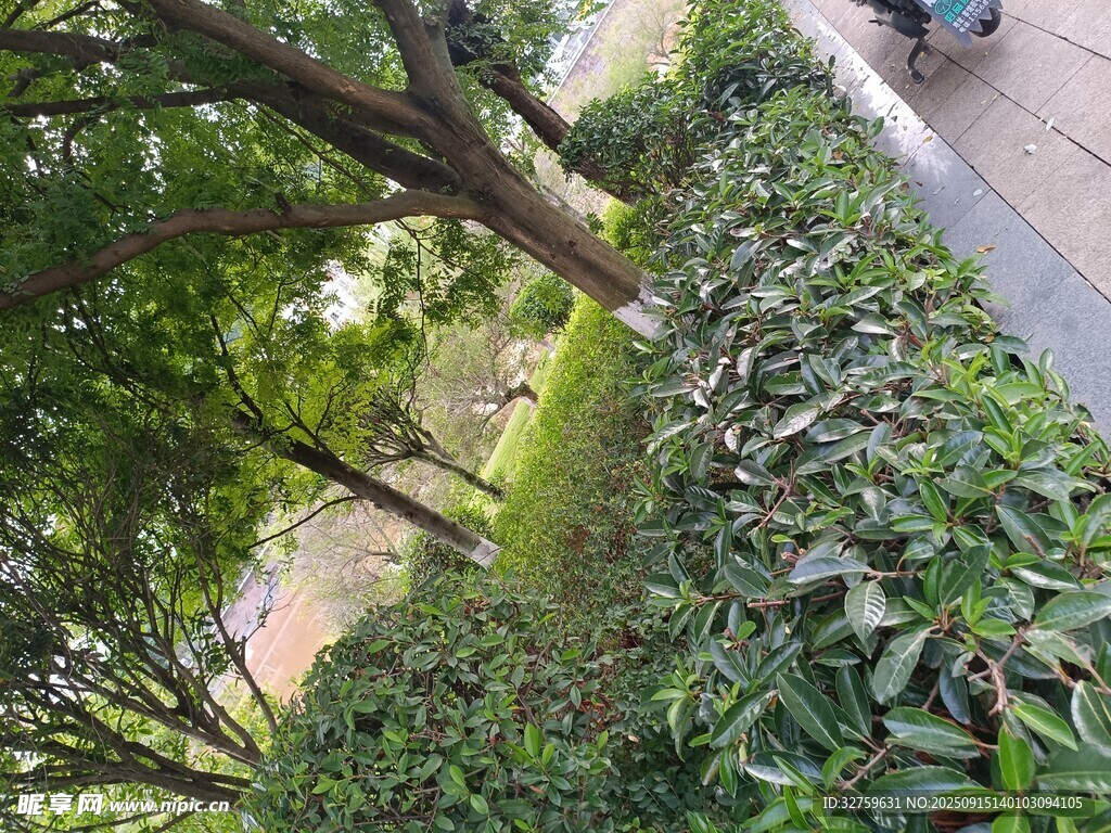 路邊綠意盎然的繁茂植物