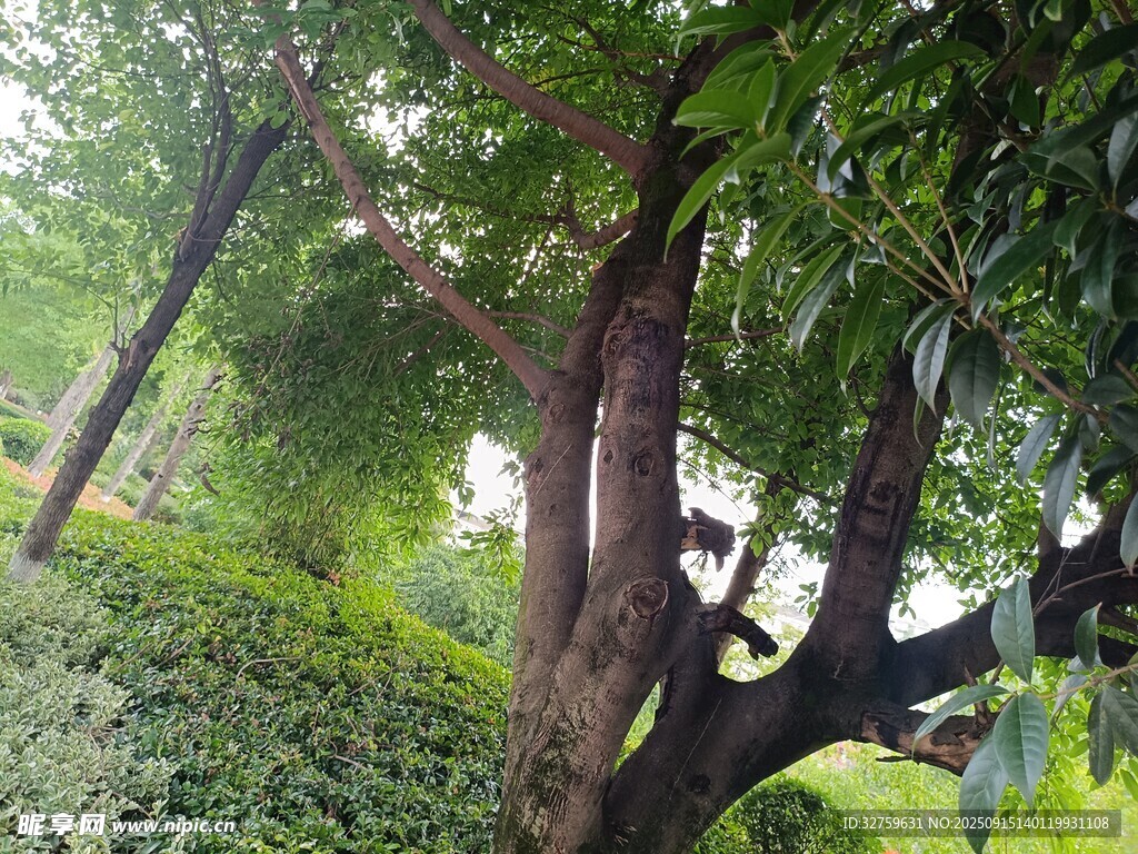 繁茂綠樹與周邊綠植景觀