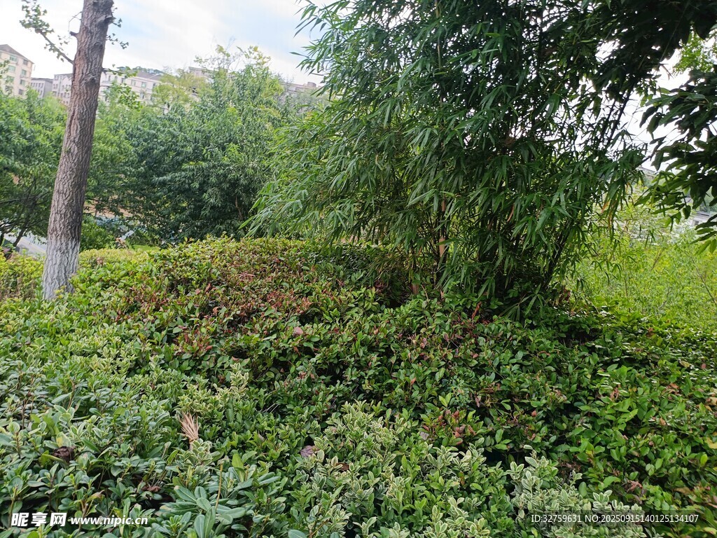 綠意盎然的戶外植被景觀