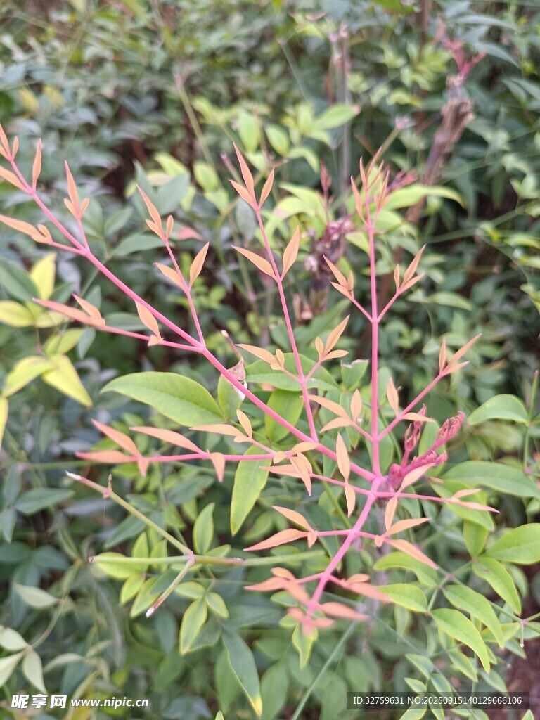 多彩枝葉植物特寫