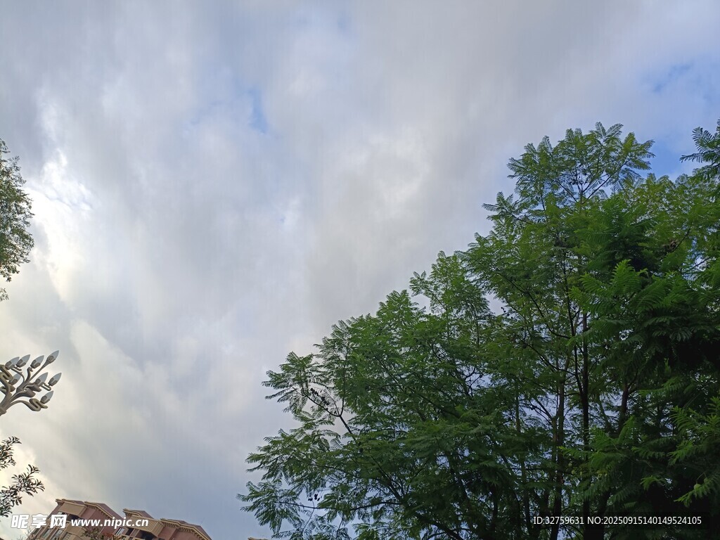 藍天白云下的蔥郁樹木