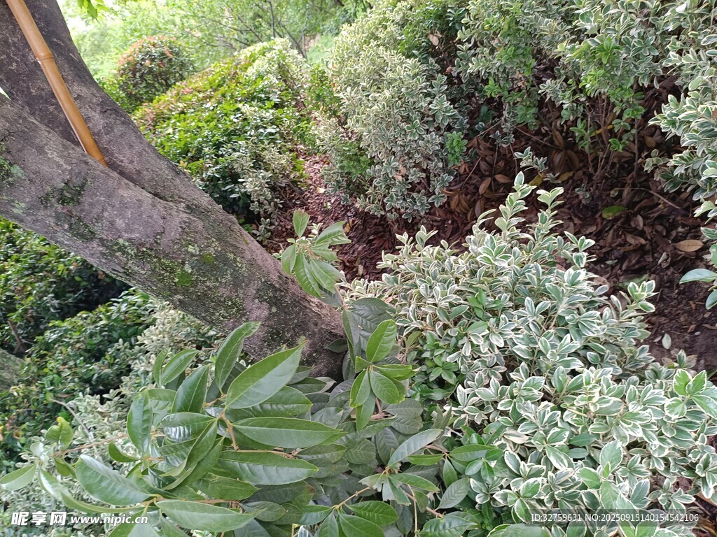 林間繁茂植物與傾斜樹干