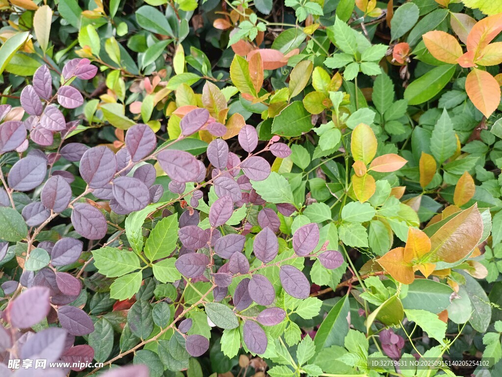 多彩三葉草植物景觀