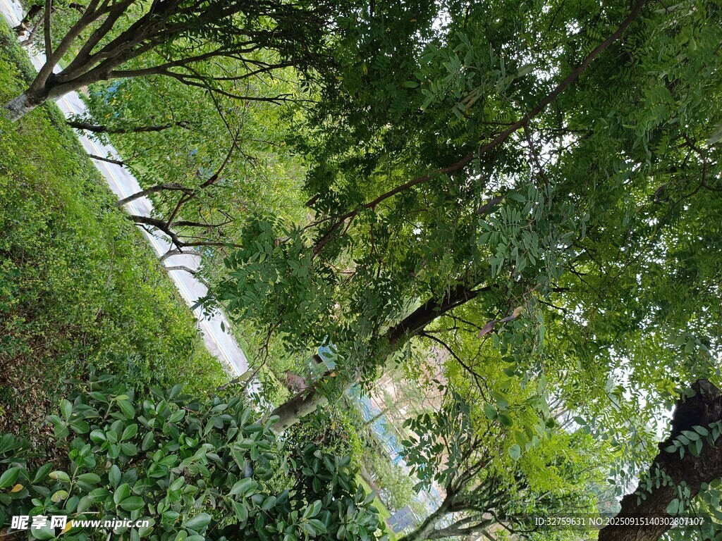 林間綠意盎然的清新景致