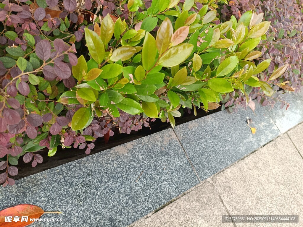 路邊多彩綠植景觀