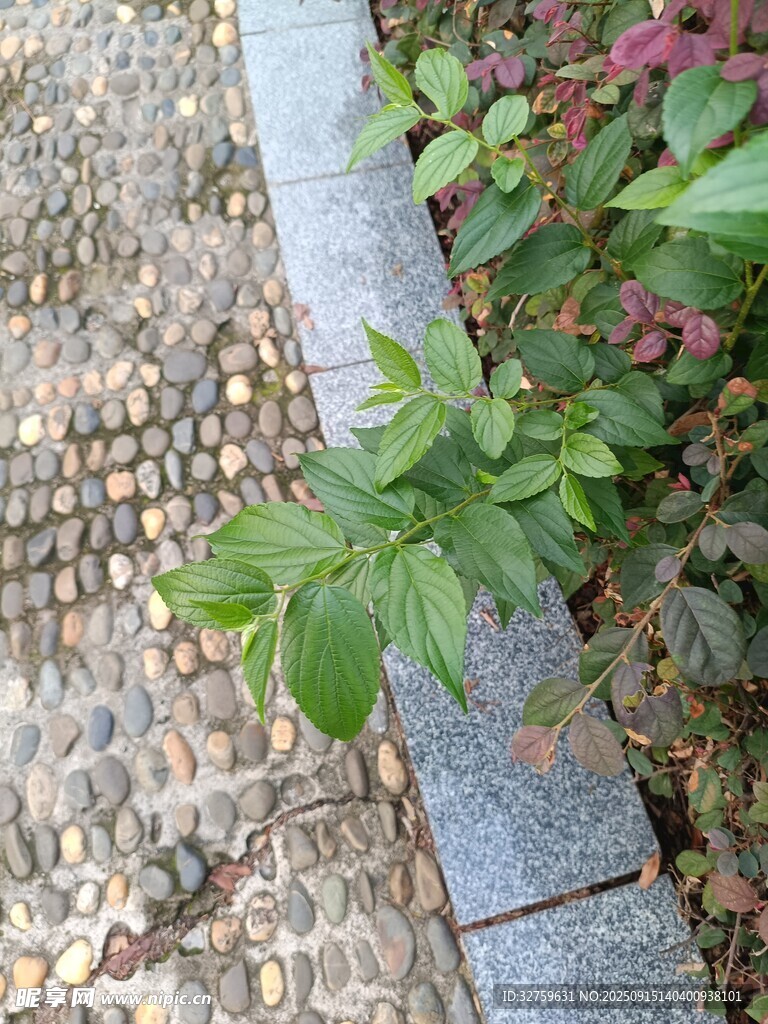 石板路旁的翠綠植物