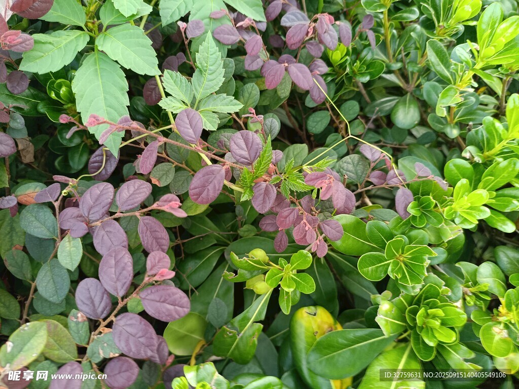 多彩植物葉片特寫(xiě)