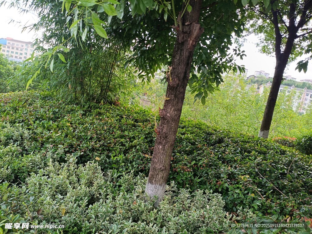 綠意盎然的樹木與草地