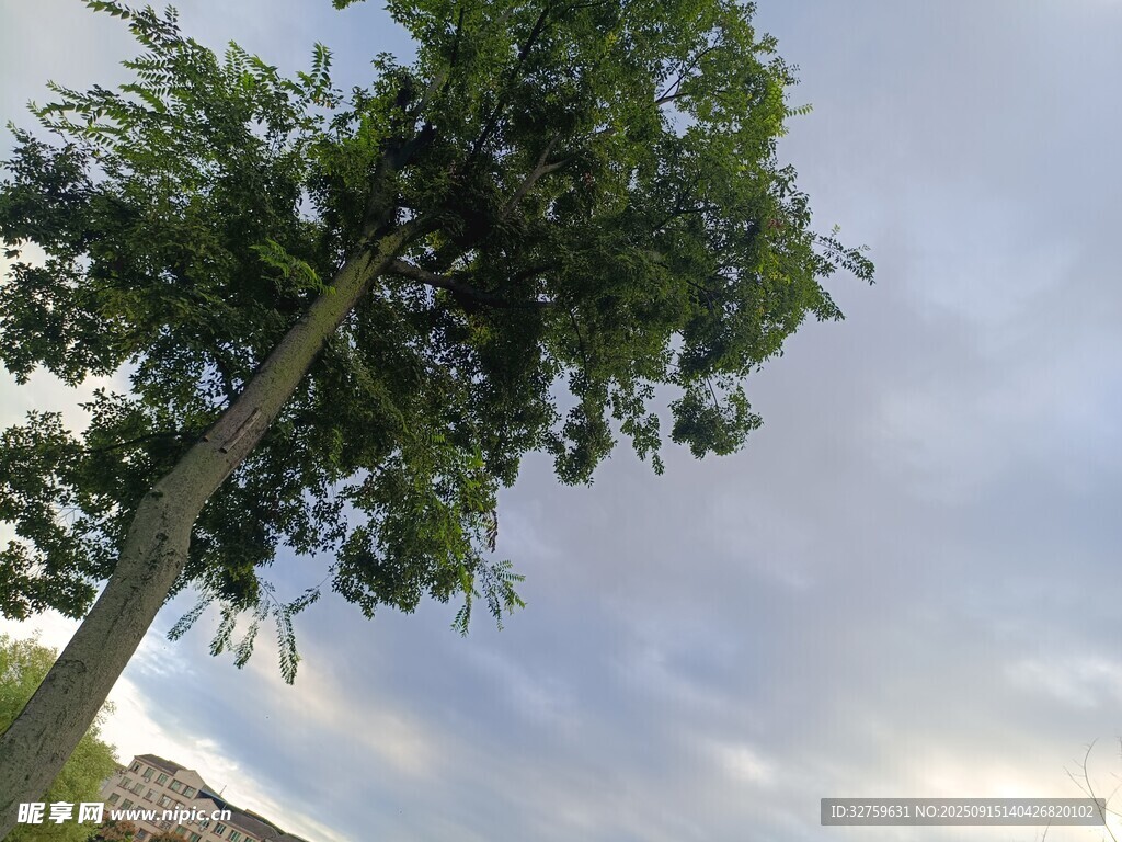 天空下的挺拔綠樹