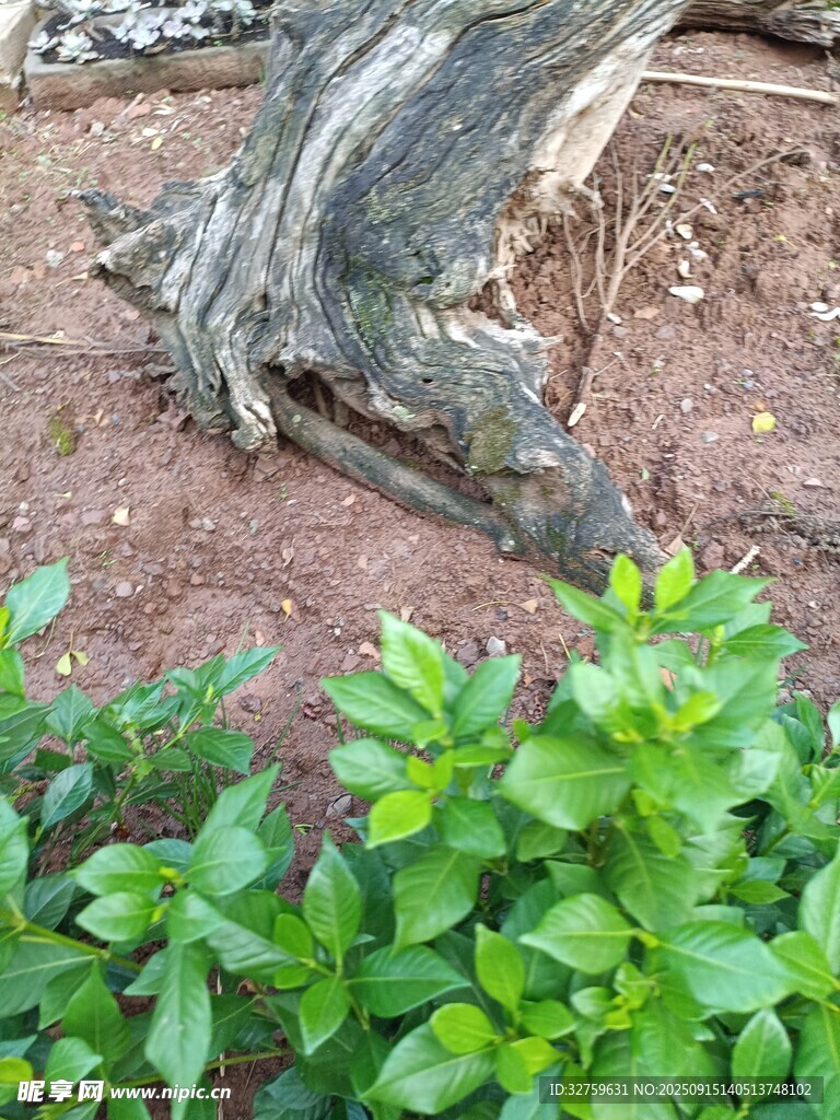 樹旁綠植與蜷伏蜥蜴