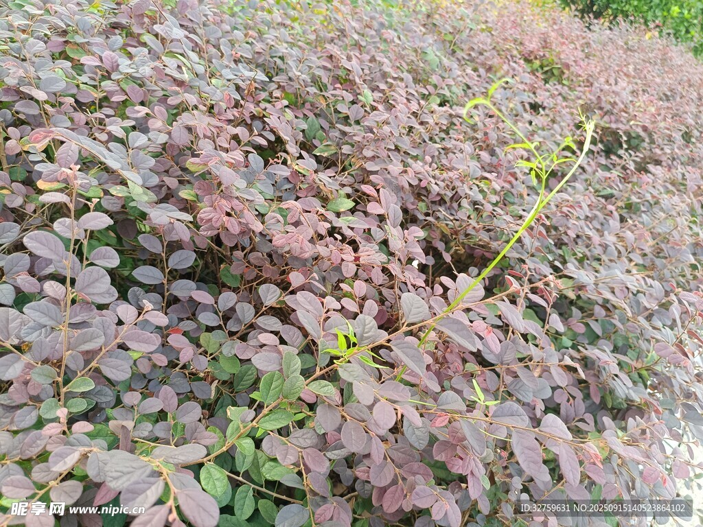 紫紅色植物景觀