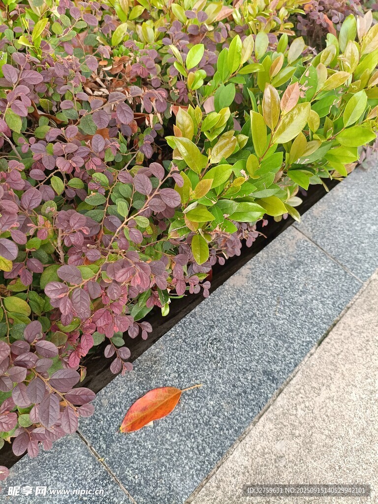 路邊多彩植物與孤葉