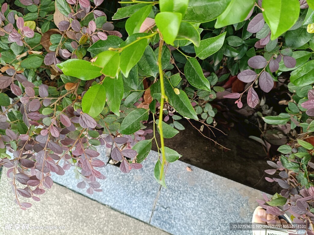 綠葉粉花植物近景
