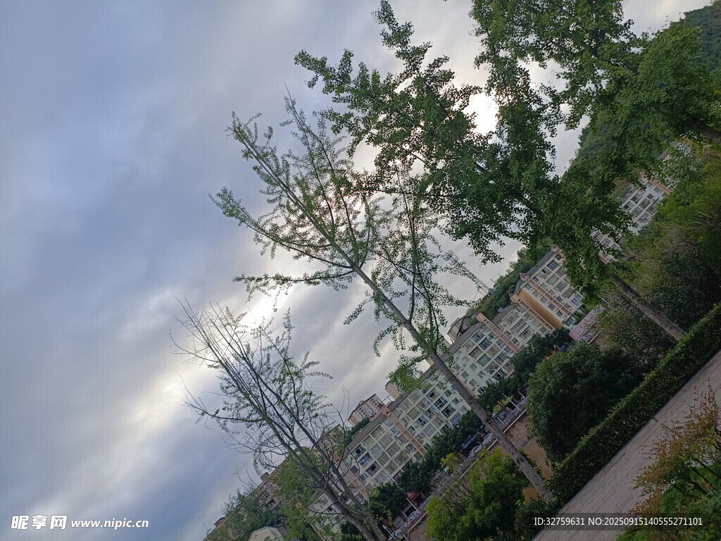 戶外綠樹與天空景致