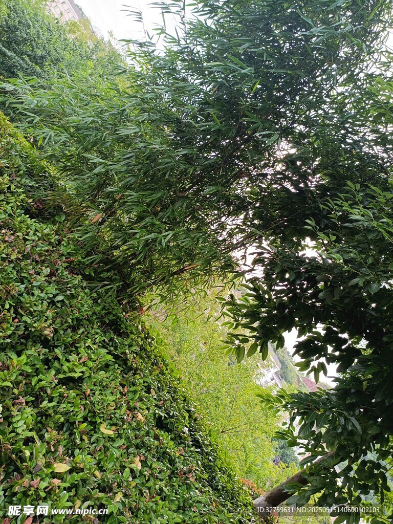 綠意盎然的繁茂植物景觀
