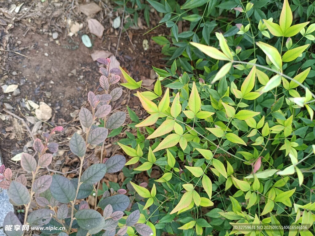 多彩植物景觀